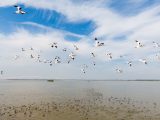 Des oiseaux survolant la zone humide du lac Chenhu