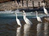 Des aigrettes se reposent sur la rivière Fenhe