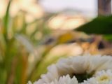 Capitules blancs de Chrysanthemum morifolium