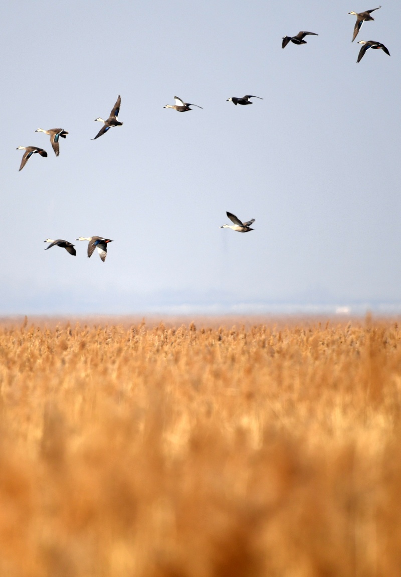 Photos Chine Des Oiseaux Migrateurs à Tianjin Chine