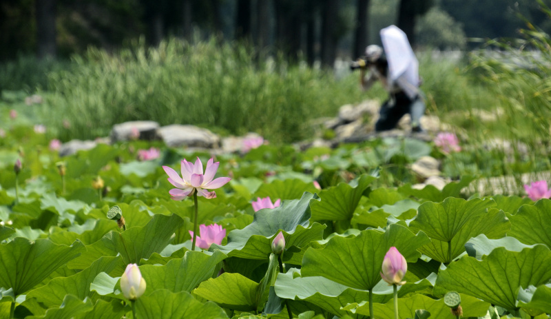 Fleur de lotus - Jardin de Chine