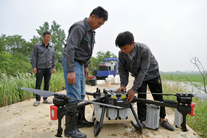 Des agriculteurs utilisent des drones pour pulvériser des pesticides sur une rizière dans le district de Nanchang