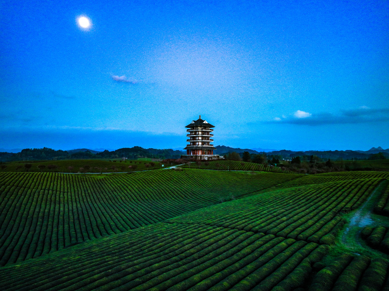 Des plantations de thé dans le district de Meitan