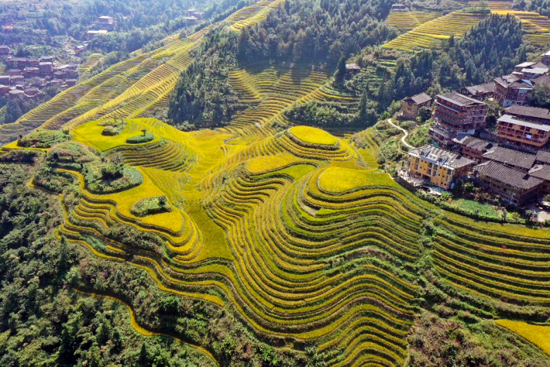Photos Chine  champs  en terrasses  Longsheng au Guangxi 