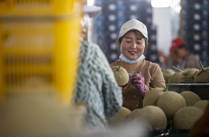 Des agriculteurs trient des cantaloups dans une ferme productrice de cantaloups à Lingwu