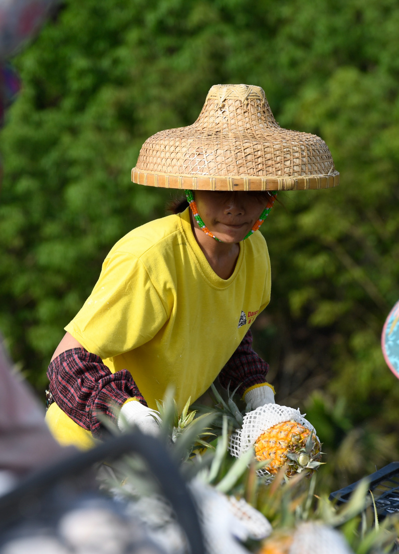 Une femme emballe des ananas récoltés dans un village de la ville de Wanning