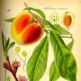Pche (Prunus persica)