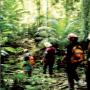 Jungle et trekking en malaisie