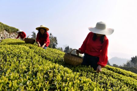 (miniature) Des agricultrices cueillent des feuilles de th&eacute; dans une plantation de th&eacute; de Maoping