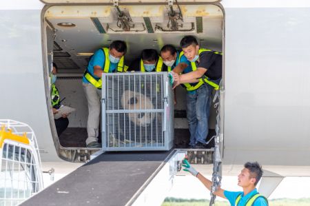 (miniature) Des employ&eacute;s d&eacute;barquent un panda g&eacute;ant d'un avion &agrave; l'a&eacute;roport international Taizhou de Yangzhou