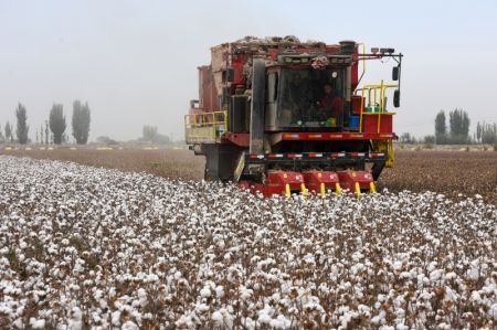 (miniature) Une machine cueilleuse de coton dans un champ du district d'Awat