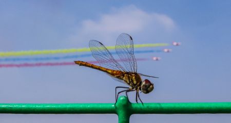 (miniature) Une libellule devant des avions au salon Airshow China