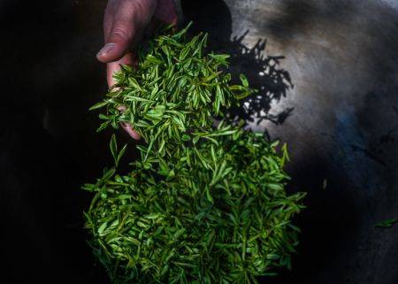 (miniature) Un agriculteur fait du thé dans le village de Longjing