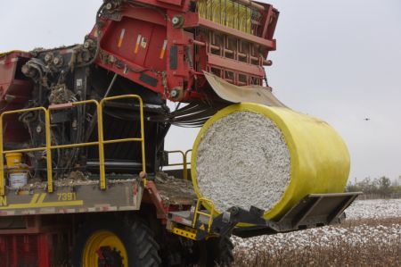 (miniature) Une machine cueilleuse de coton dépose une botte de coton dans un champ du district d'Awat