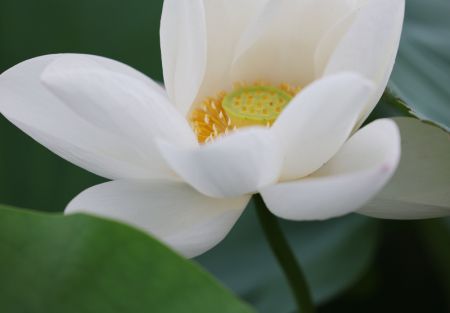 (miniature) Un lotus dans un étang du village de Dongnan