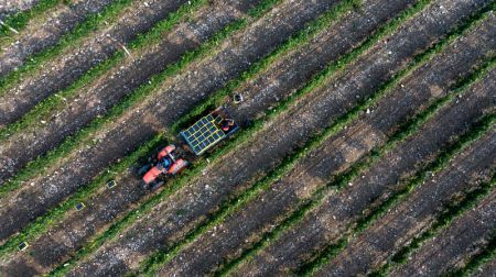 (miniature) Photo aérienne d'agriculteurs transportant des raisins récoltés dans un vignoble au pied oriental du mont Helan