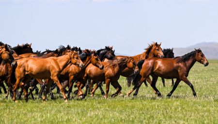 (miniature) Des chevaux dans la prairie de Hulun Buir