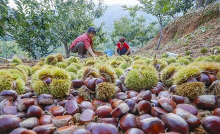 (miniature) Des agriculteurs récoltent des châtaignes dans la commune de Xiaochang de Zunhua