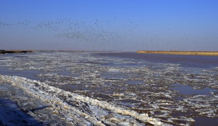 (miniature) Des oiseaux au-dessus du fleuve Jaune dans la bannière de Dalad à Erdos