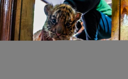 (miniature) Un bébé tigre de Sibérie dans le Parc d'animaux sauvages du Yunnan