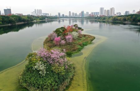 (miniature) Des fleurs sur les &icirc;lots au milieu du lac Nanhu &agrave; Nanning