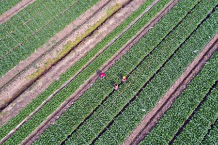 (miniature) Une photo a&eacute;rienne prise le 18 avril 2020 montre des agriculteurs qui travaillent dans un champs dans le bourg de Xiaji du district de Baoying