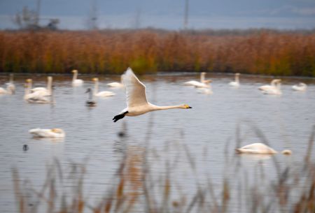 (miniature) Des cygnes dans une zone humide