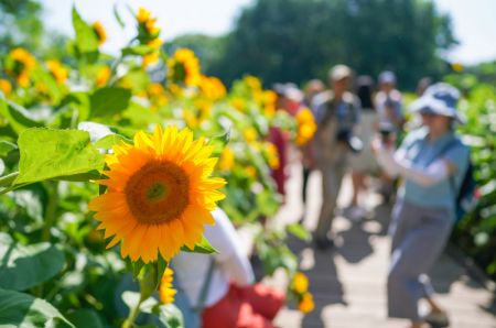 (miniature) Des personnes admirent les tournesols dans le Parc forestier olympique de Beijing