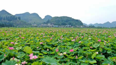 (miniature) Des fleurs de lotus dans un site touristique dans le district d'Anlong de la province chinoise du Guizhou (sud-ouest)