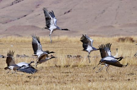 (miniature) Des grues à col noir sont aperçues dans une réserve naturelle du district de Lhunzhub