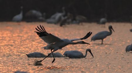 (miniature) Une grue blanche survolant la zone de conservation de la grue blanche de Wuxing au bord du lac Poyang à Nanchang