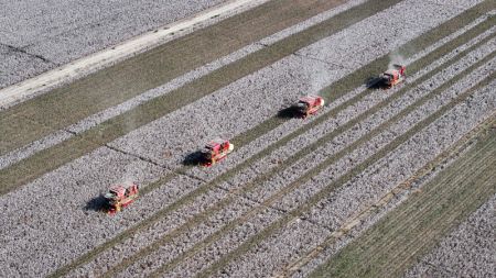 (miniature) Photo aérienne d'agriculteurs récoltant le coton à Korla