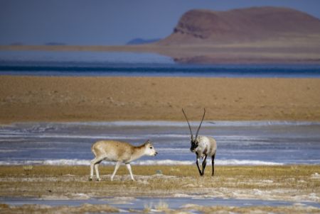 (miniature) Des antilopes tibétaines vues près du lac Serling Tso