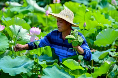 (miniature) Un villageois cueille des cupules de lotus dans le village de Lianying