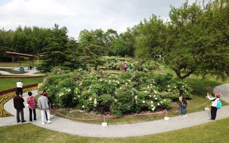 (miniature) Photo aérienne montrant des touristes admirant des pivoines dans la zone touristique de Sun Island à Harbin