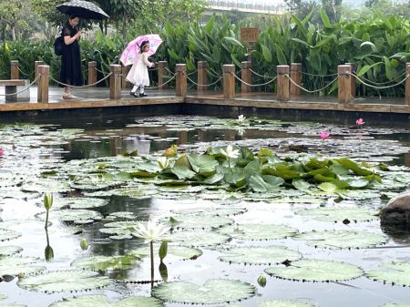 (miniature) Des touristes visitent le parc de la zone humide de la rivière Nakao à Nanning