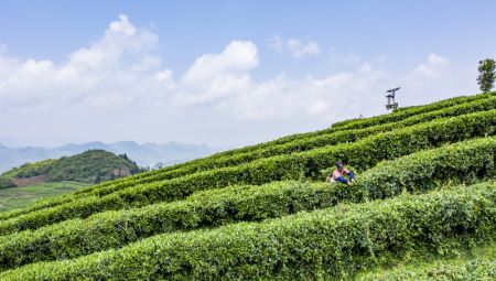 (miniature) Photo a&eacute;rienne d'un agriculteur qui r&eacute;colte des feuilles de th&eacute; dans un jardin de th&eacute; &agrave; Liupanshui