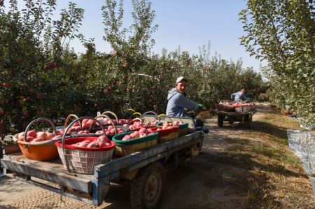 (miniature) Des employés récoltent des pommes à Aksu