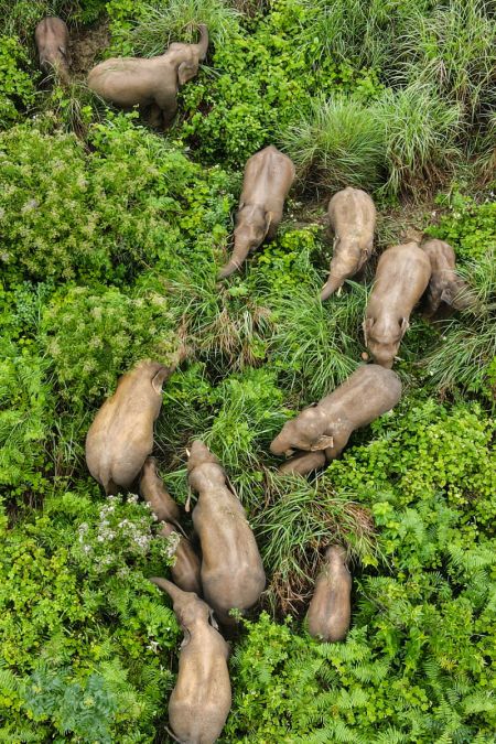 (miniature) Un troupeau d'éléphants d'Asie sauvages dans le district de Mojiang