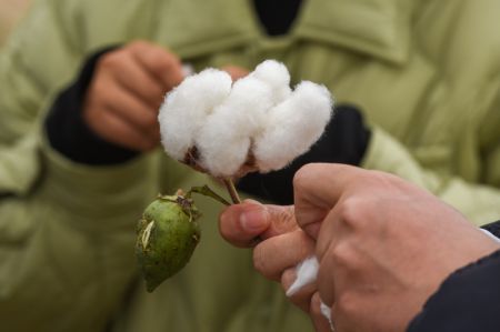 (miniature) Des agriculteurs examinent l'état de croissance du coton dans un champ du district d'Awat