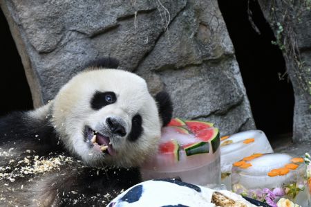(miniature) Le panda géant Qing Qing déguste des gâteaux d'anniversaire glacés dans la base de Dujiangyan du Centre de conservation et de recherche des pandas géants