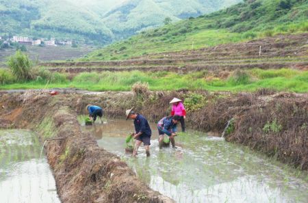 (miniature) Repiquage du riz dans un champ en terrasses &agrave; Youxi