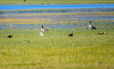 (miniature) Des oiseaux migrateurs dans les terres humides d'Ordos