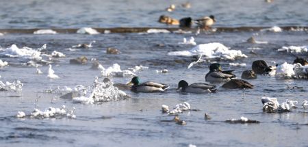 (miniature) Des oiseaux migrateurs sur la rivière Hunhe