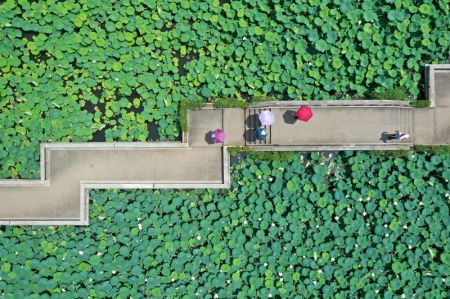 (miniature) Photo aérienne des touristes qui visitent un étang de lotus dans le parc de Xihu dans l'arrondissement de Shigu