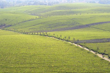 (miniature) Paysage des plantations de thé dans le bourg de Yongxing du district de Meitan