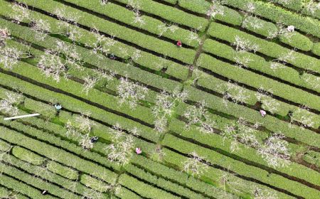 (miniature) Photo aérienne d'agriculteurs cueillant des feuilles de thé dans le village de Zhaitang du district autonome Dong de Sanjiang
