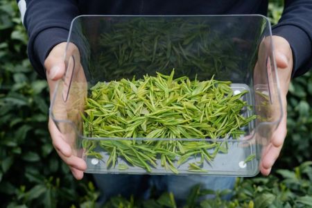 (miniature) Feuilles de thé récoltées par un robot dans un jardin de thé à Hangzhou