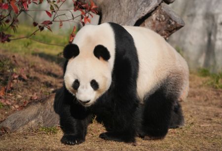 (miniature) Le panda géant Fu Ban se promène dans un parc zoologique