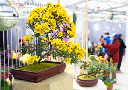 (miniature) Des visiteurs prennent des photos de chrysanth&egrave;mes lors d'une exposition organis&eacute;e dans un parc &agrave; Beijing